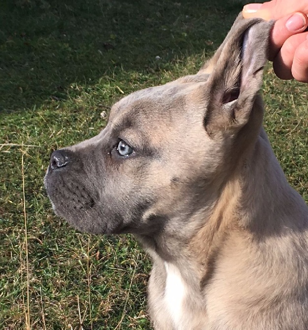des Hautes Clauzes - Cane Corso chiot femelle Froment LOF