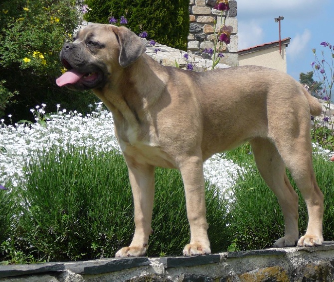 des Hautes Clauzes - Jeune femelle Cane Corso Froment de 7 mois