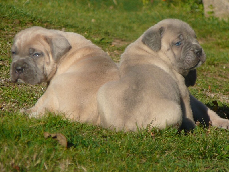 Chiots Froment (INES des Htes Clauzes - ENTRAX des Gardiens d'Ecosse)