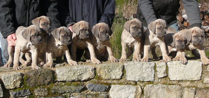 Chiots froment de ICARE des Hautes Clauzes et de HASIA des Couleurs